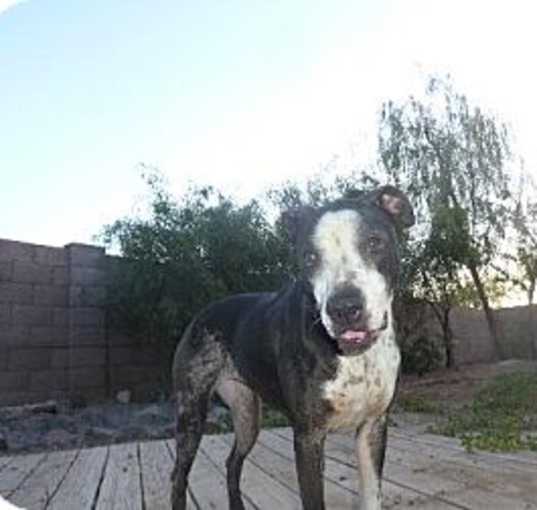 Photo of Zinga