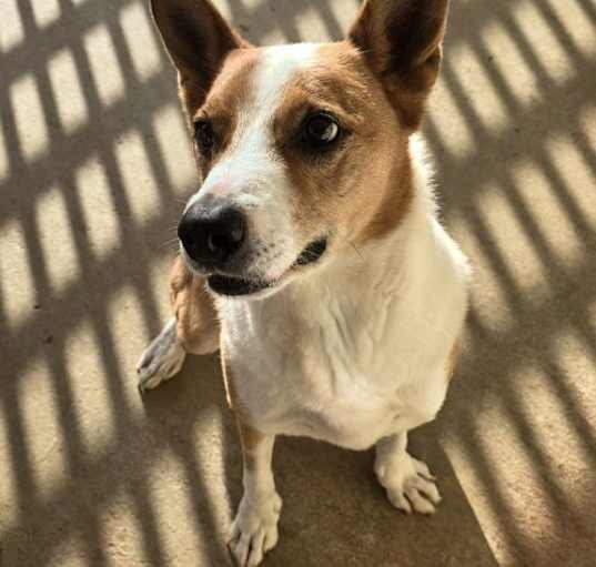 Photo of Chevy