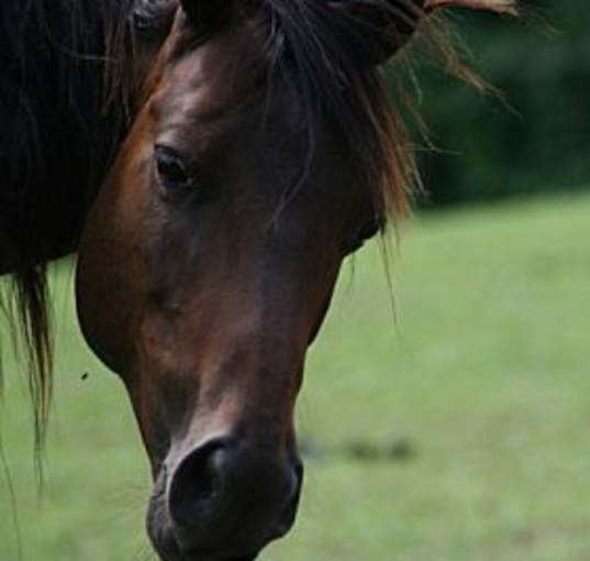 Photo of Scarlet
