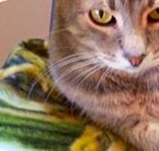 Photo of Franklin