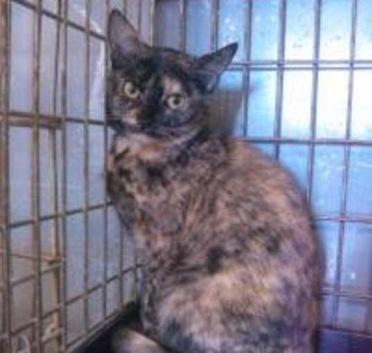 Photo of Vixen
