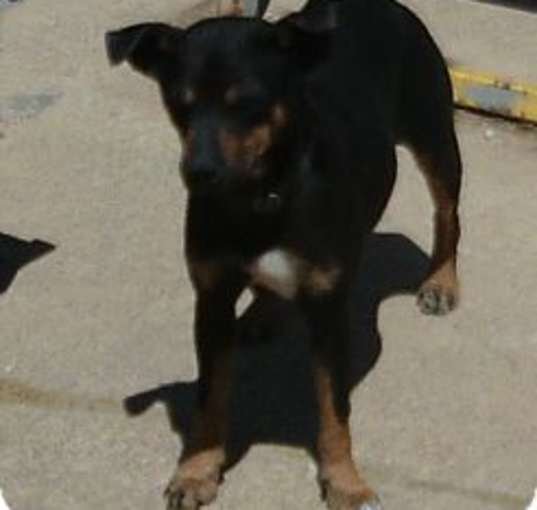 Photo of GERMAN PINCHER