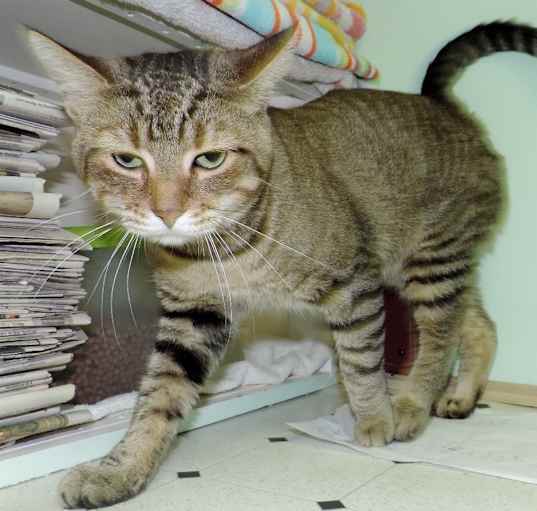 Photo of Frisky