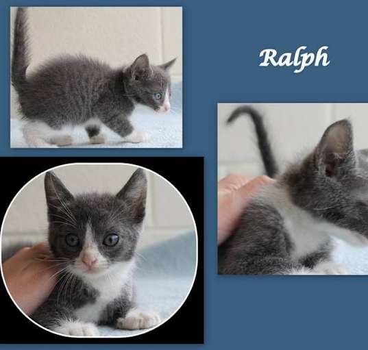 Photo of Ralph ★ CRITICAL! Available NOW!