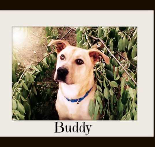 Photo of Buddy