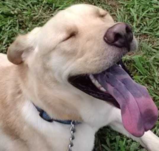 Photo of Yogi