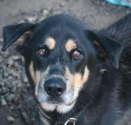 Photo of Tyson