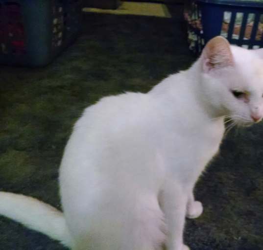 Photo of Cocoa