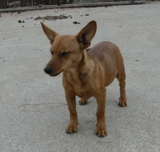 Photo of BROWN JACK RUSSELL MIX