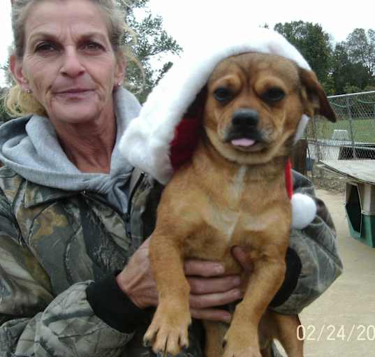 Photo of DOC DACHSHUND/PEKINGESE