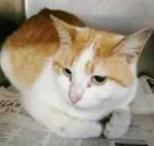 Photo of binx