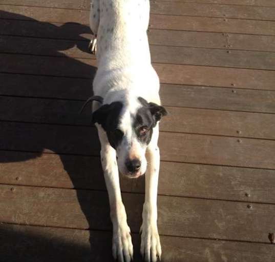 Photo of Logan (Bonded with Hunter)