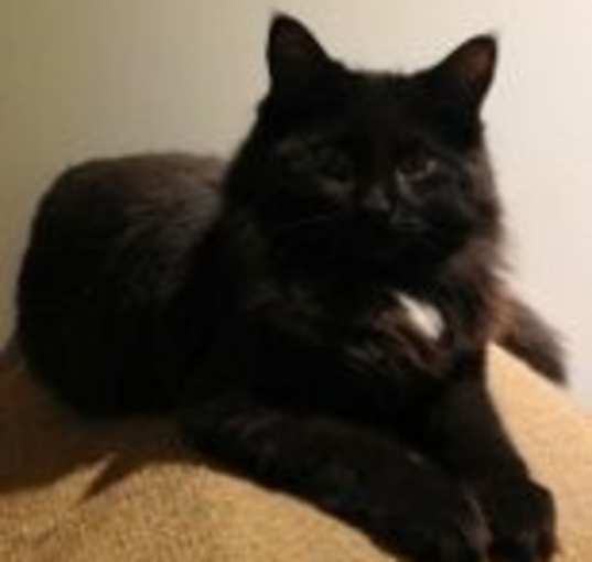 Photo of Moses