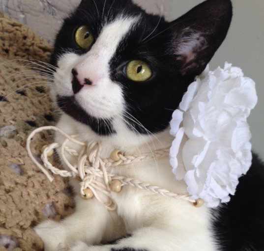 Photo of CLAIRE/ single cat hiome