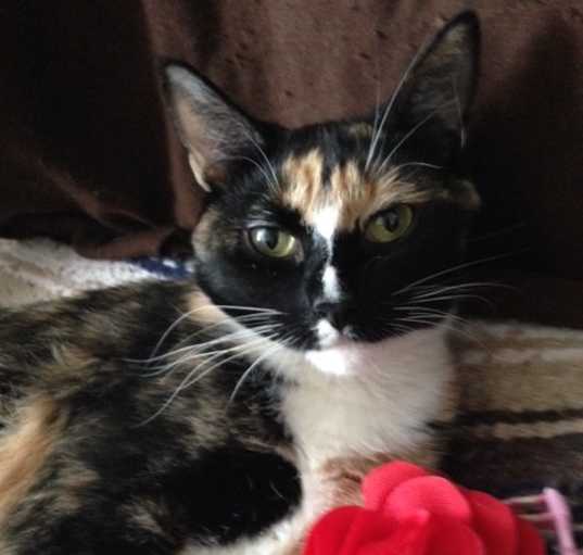 Photo of Florentine/ loving and sweet