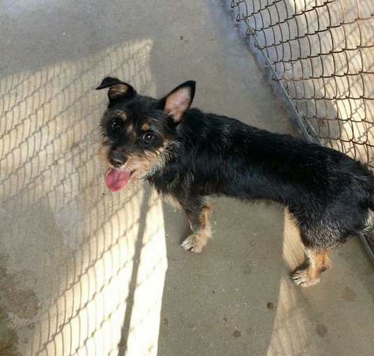 Photo of Brutus