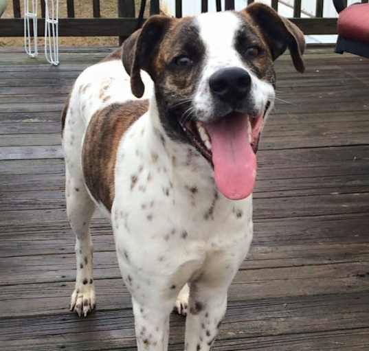 Photo of Sweet Pea