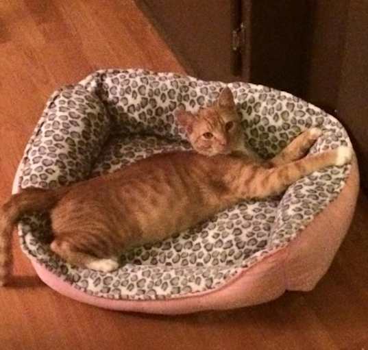 Photo of Tigger