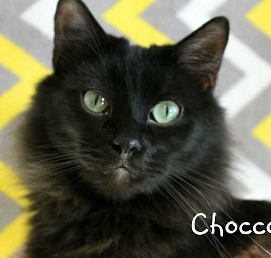 Photo of Chocco