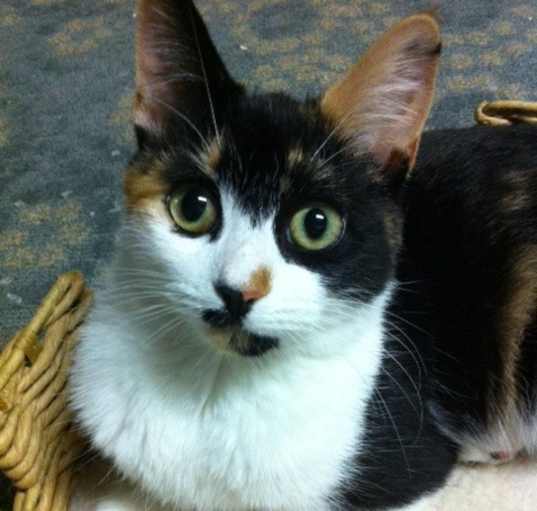 Photo of Amber- single cat home