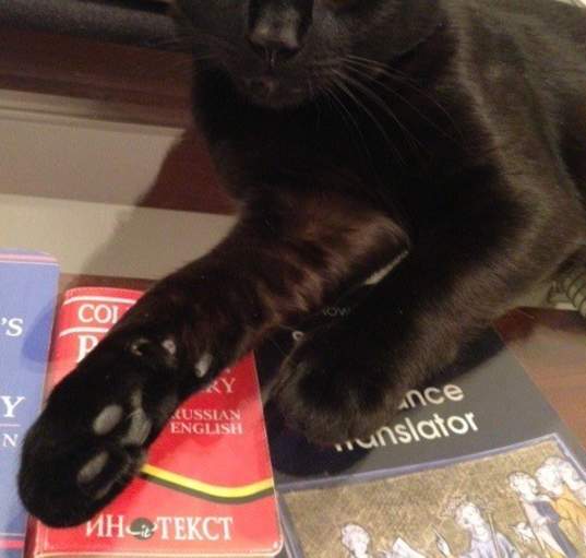 Photo of Noir/ curious