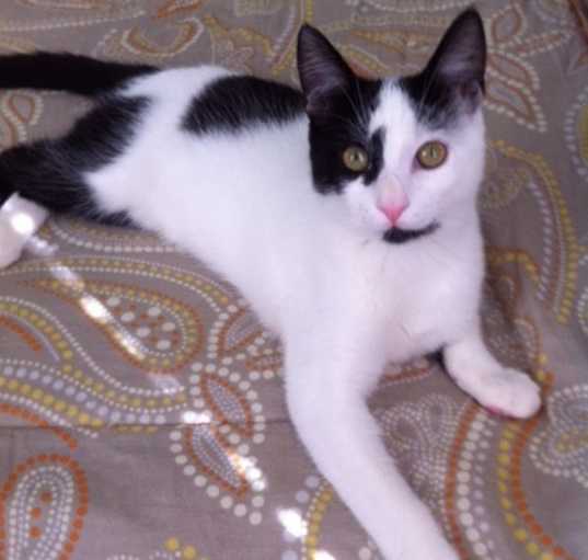 Photo of SOFIA