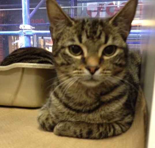 Photo of Minka