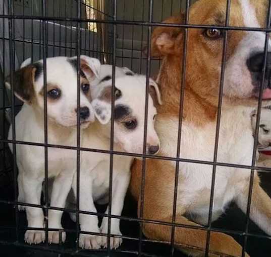 Photo of Beagle Mix Puppies - Bey, Kelly & Michelle