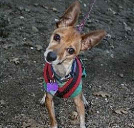 Photo of PEANUT