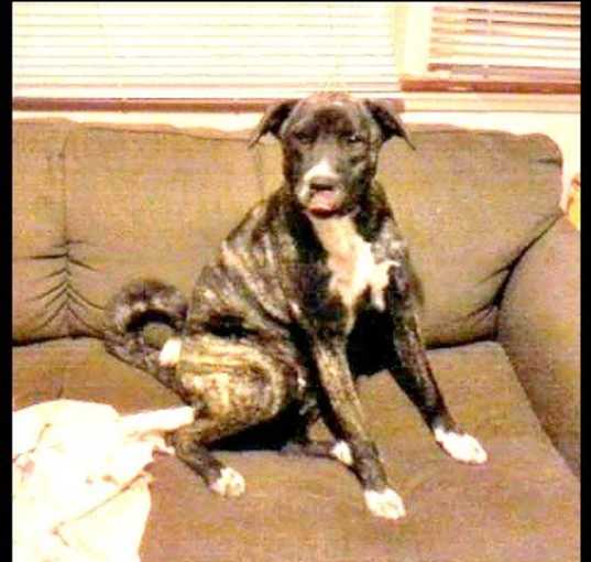 Photo of Jax