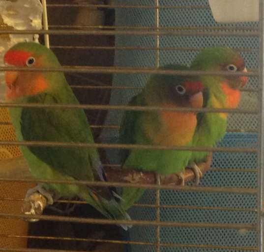 Photo of 2 Amigos