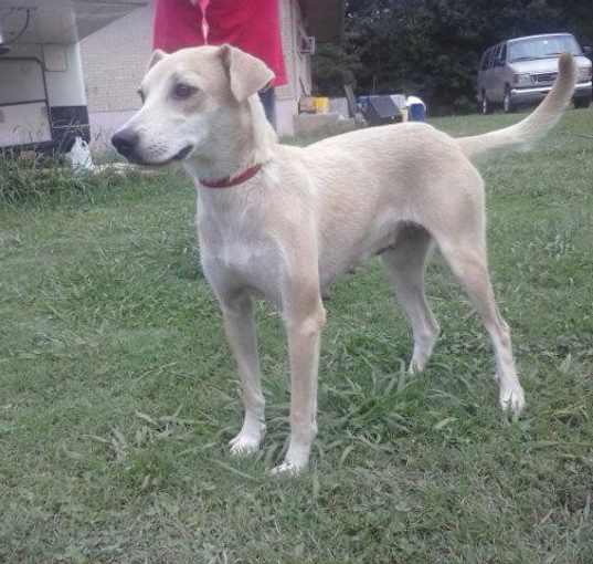 Photo of Willow