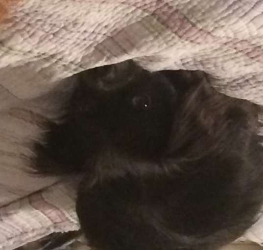 Photo of Bella Blue