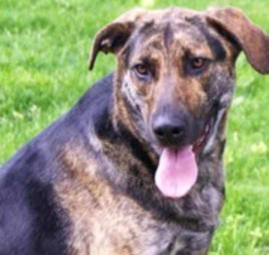 Photo of Ripley