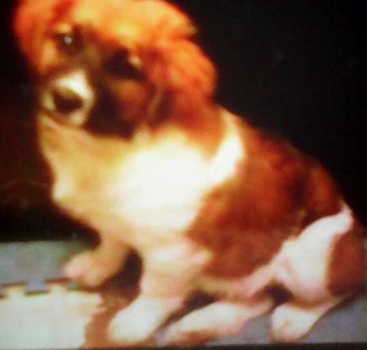 Photo of star