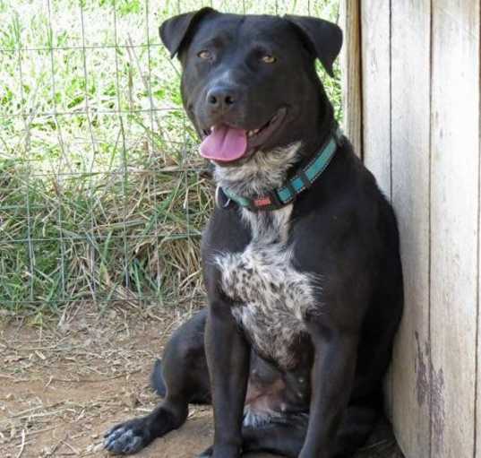 Photo of Gracie