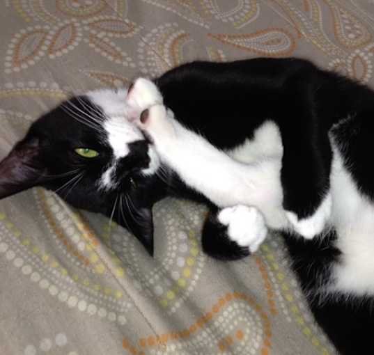 Photo of FIGARO/ dog-alike personality
