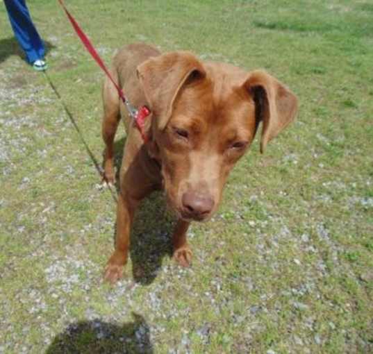 Photo of Sadie