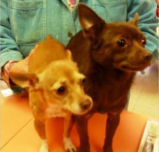 Photo of Snickers (on the RIGHT)