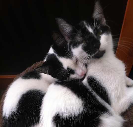 Photo of Selina and Sofia/ BONDED PAIR