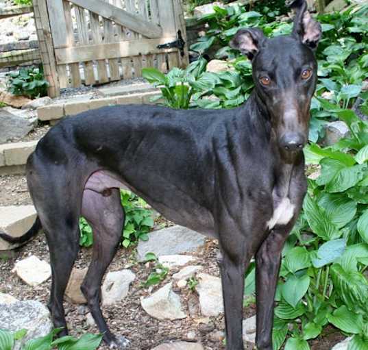 Photo of Dillon