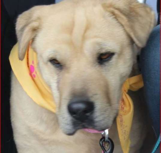 Photo of Lucy
