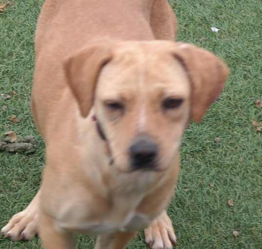 Photo of GINGER