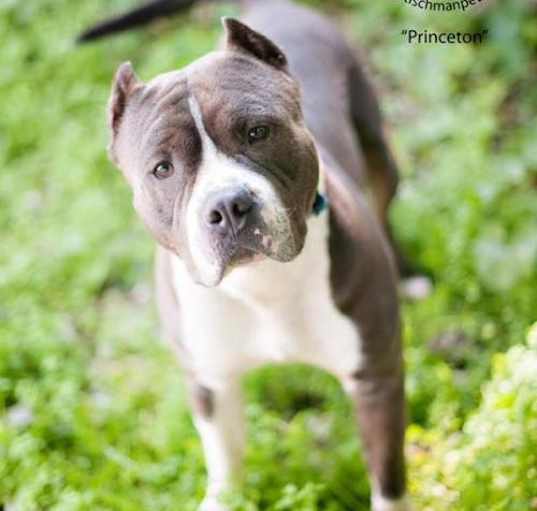 Photo of Princeton