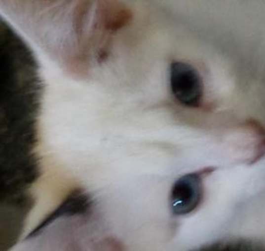 Photo of Kittens Kittens and more kittens
