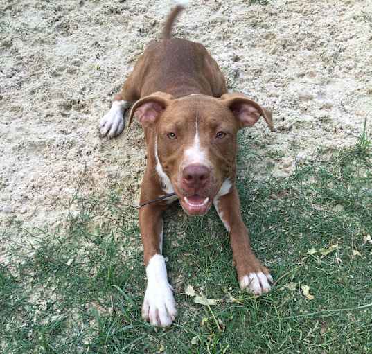 Photo of hershey