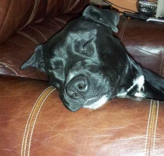 Photo of Sheba