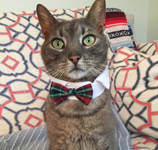 Photo of ERNEST/ single cat home