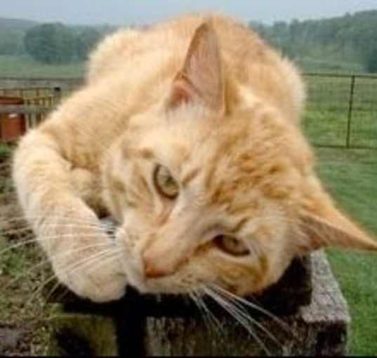 Photo of Barn Cat