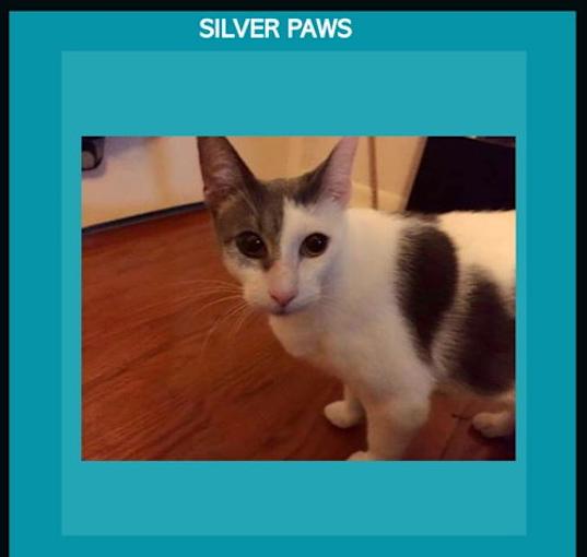 Photo of Chance the cat